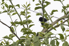 Melaniparus albiventris