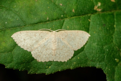 Perixera flavispila