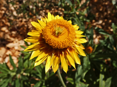 Sidymella rubrosignata