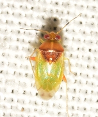 Pinalitus conspurcatus