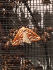 Caripeta angustiorata