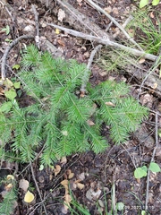 Abies sibirica