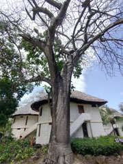 Adansonia digitata