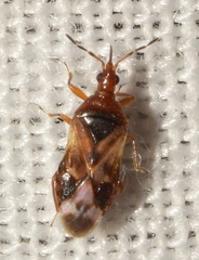 Anthocoris nemoralis