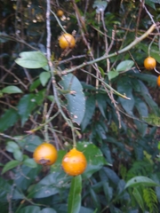 Pereskia aculeata