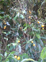Pereskia aculeata