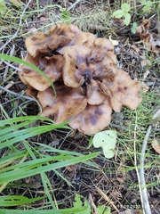 Armillaria borealis