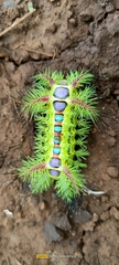 Phocoderma