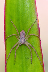 Philodromus