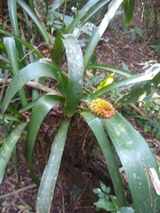 Aechmea calyculata