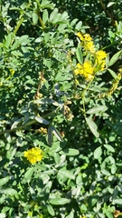 Melilotus officinalis