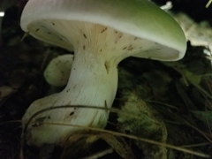 Clitocybe robusta