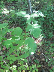 Crataegus maximowiczii