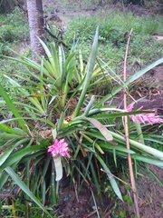 Aechmea distichantha