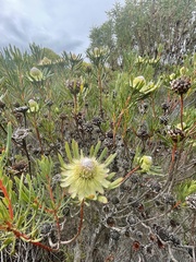 Protea scolymocephala