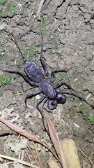 Typopeltis crucifer