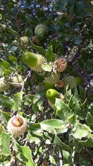 Quercus coccifera