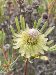 Protea scolymocephala