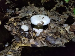 Clitocybe robusta