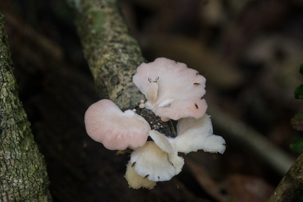 Pleurotus djamor roseus · August 2018 · photo: © lostculture (iNaturalist, cc-by)