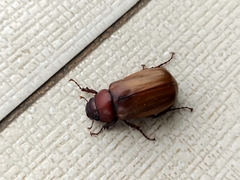 Amphitrichia constricta