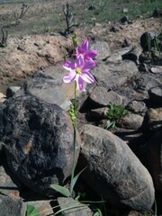 Ixia latifolia
