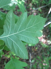 Crataegus maximowiczii