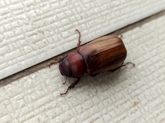 Amphitrichia constricta