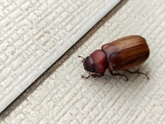 Amphitrichia constricta