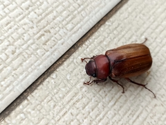 Amphitrichia constricta