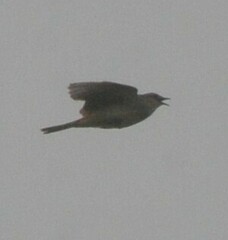 Cincloramphus mathewsi