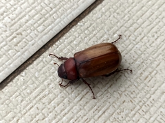 Amphitrichia constricta