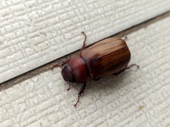 Amphitrichia constricta