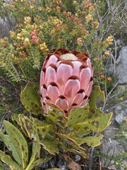Protea speciosa