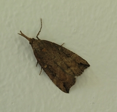 Hypena rostralis
