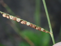 Paspalum orbiculare