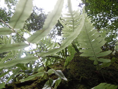 Polypodiaceae