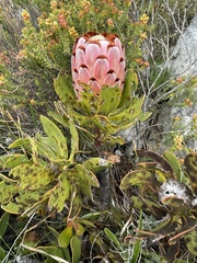 Protea speciosa