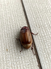 Amphitrichia constricta