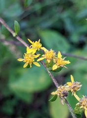 Solidago arguta
