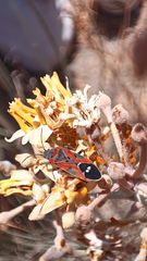 Lygaeus reclivatus