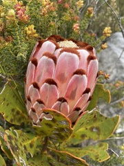 Protea speciosa