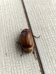 Amphitrichia constricta