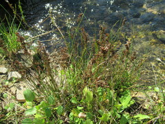 Juncus compressus