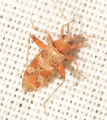Phytocoris minor