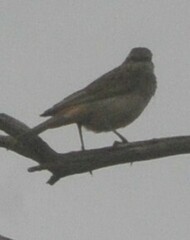 Cincloramphus mathewsi