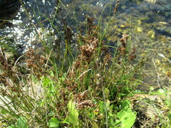 Juncus compressus