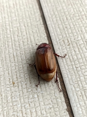 Amphitrichia constricta