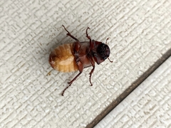 Amphitrichia constricta