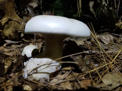 Clitocybe robusta